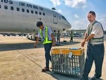 惠州正规宠物托运平台 正规宠物托运平台