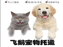 惠州惠城南部新城正规宠物托运平台 正规宠物托运平台