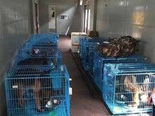 惠阳澳头正规宠物托运平台 正规宠物托运平台