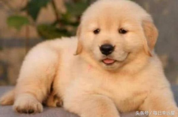 十二星座最适合养的宠物：金牛座的超萌，天蝎座的最可爱！