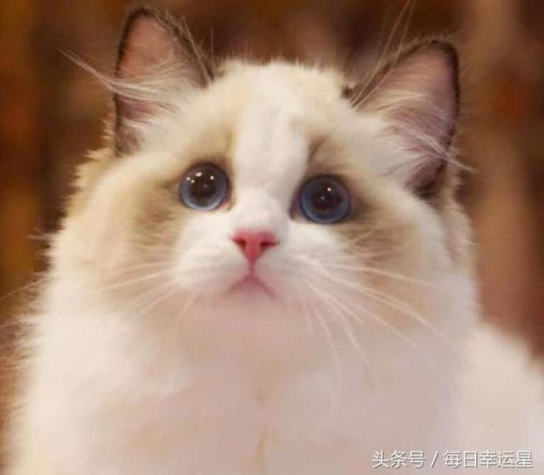 十二星座最适合养的宠物：金牛座的超萌，天蝎座的最可爱！