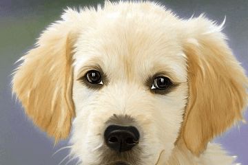 狗狗起名字大全洋气