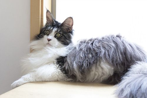 世界上最大的猫是什么猫 最大的猫