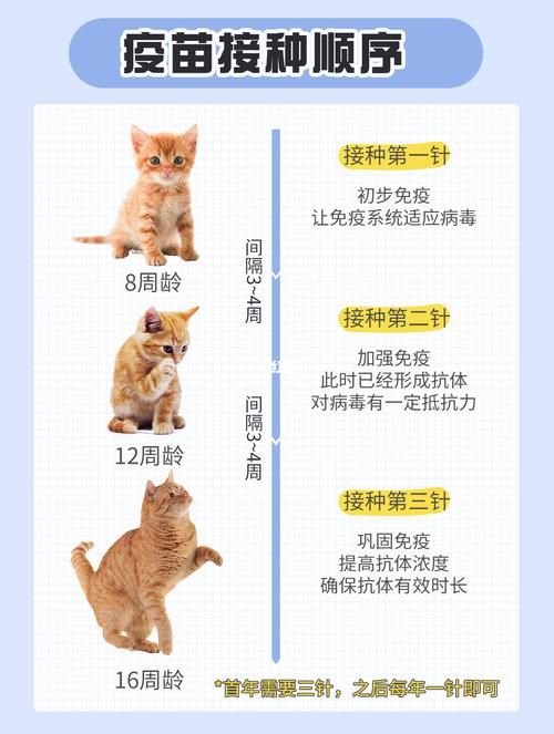猫的宠物疫苗多少钱一次啊（宠物猫咪疫苗多少钱）
