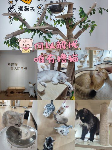 何以解忧？唯有撸猫