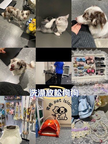 郑州宠物天花板‼️宠物用品太齐全啦～