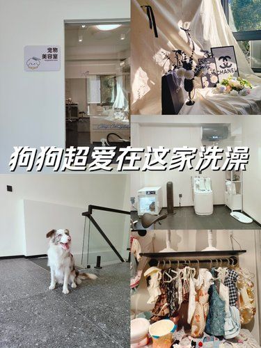 就在郑州！发现了性价比超高的宠物美容店！
