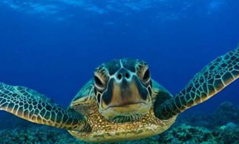 海龟淡化养可以活多久