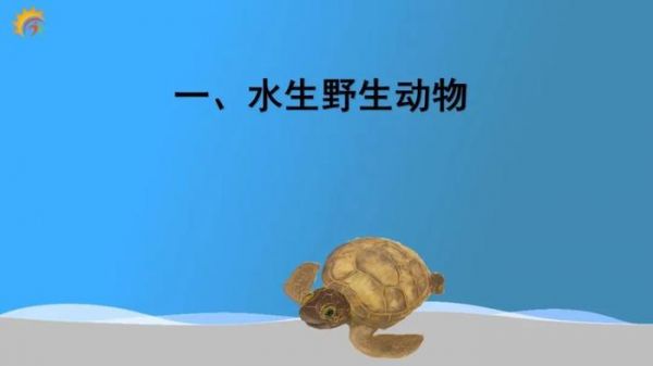 世界上现存的海龟共有8种，每一种都被列为濒危。