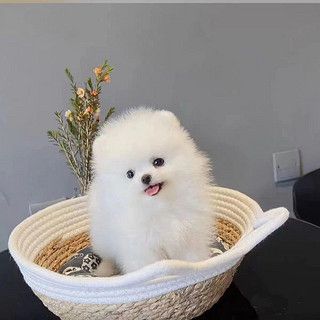 BORMEY 博美 混血幼犬活泼爆毛白色超萌小体型帅气袖珍犬长不大聪明狗狗