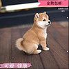 麦基乐混血 中华田园犬宠物狗金毛柴犬泰迪边牧萨摩比熊博美 宠物级 柴犬混血 公母备注