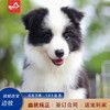 喵然心动纯种边牧幼犬宠物狗狗活体陨石边境牧羊犬高智商宠物狗幼崽 宠物级 【黑白色边牧】