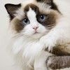 海豹双色布偶猫 