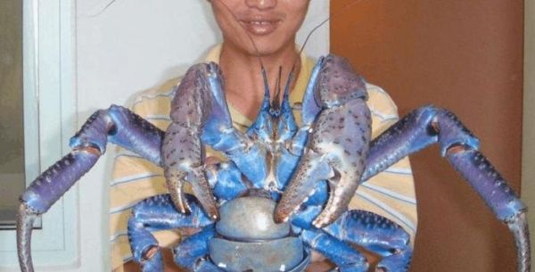 它会爬树, 爱吃椰子, 像蜘蛛也像螃蟹, 放在盘里是美味!
