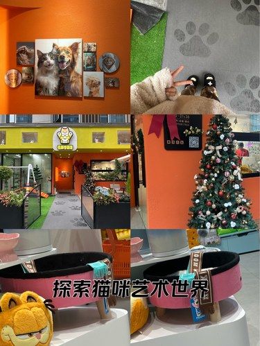 啊啊啊啊余杭顶奢洗护冲冲冲啊
