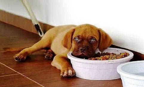 狗狗狂犬疫苗有效期