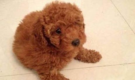 狗狗狂犬疫苗多少钱一针