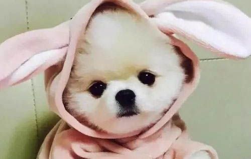 狗狗狂犬疫苗在哪里打
