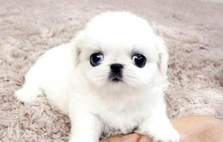 狗狗狂犬疫苗多少钱一针