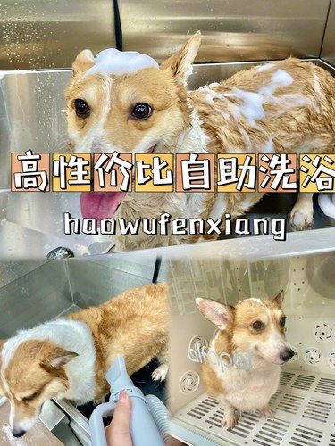 便宜，可以互动的自助洗浴不要太爽！