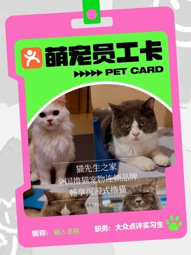 拥抱猫的疗愈力量，让你一秒破功