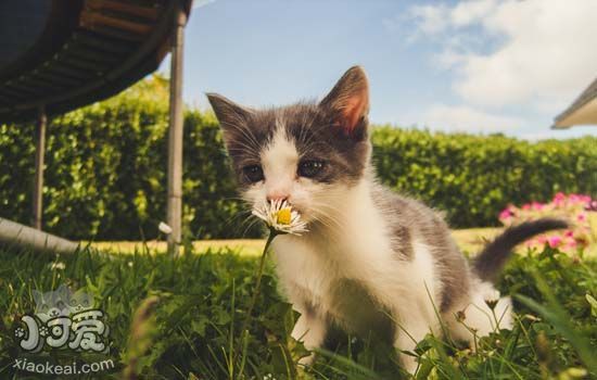 逗猫棒的制作方法 简单又实用