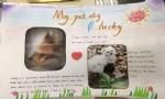 my pet dog lucky英语手抄报