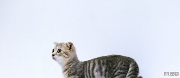 给一只猫洗澡大概要多少钱啊_给猫洗澡多少钱差不多价格应该在50-60之间