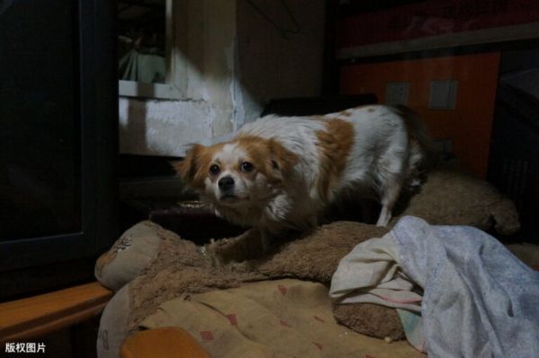 狗狗这 5 种行为,其实是认主的表现,不看不知道一看吓一跳