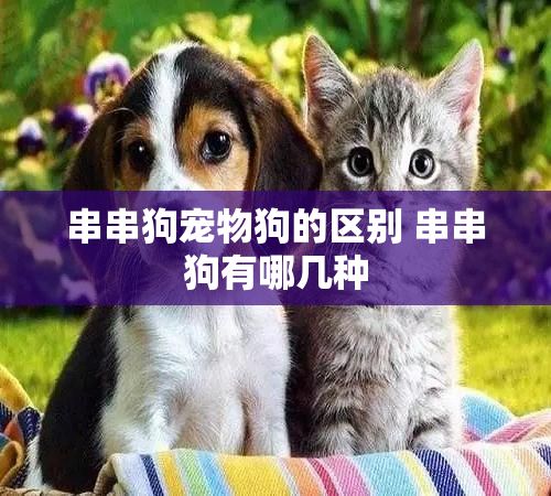 串串狗宠物狗的区别 串串狗有哪几种