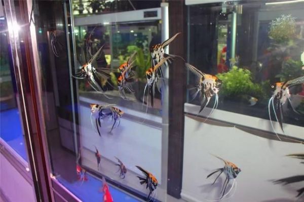 绵阳花鸟鱼虫市场:绵阳花鸟市场卖的都有什么 观赏鱼水族批发市场