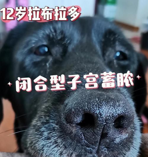 如何检查宠物狗狗的子宫蓄脓（详细了解检查方法）