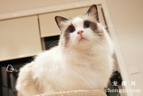 猫咪子宫蓄脓用什么药？