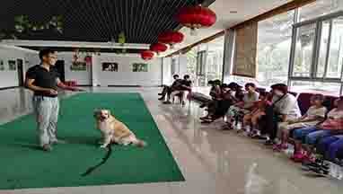高级训犬师证书