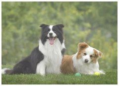 阿拉斯加犬训练(阿拉斯加犬训练指令教程)