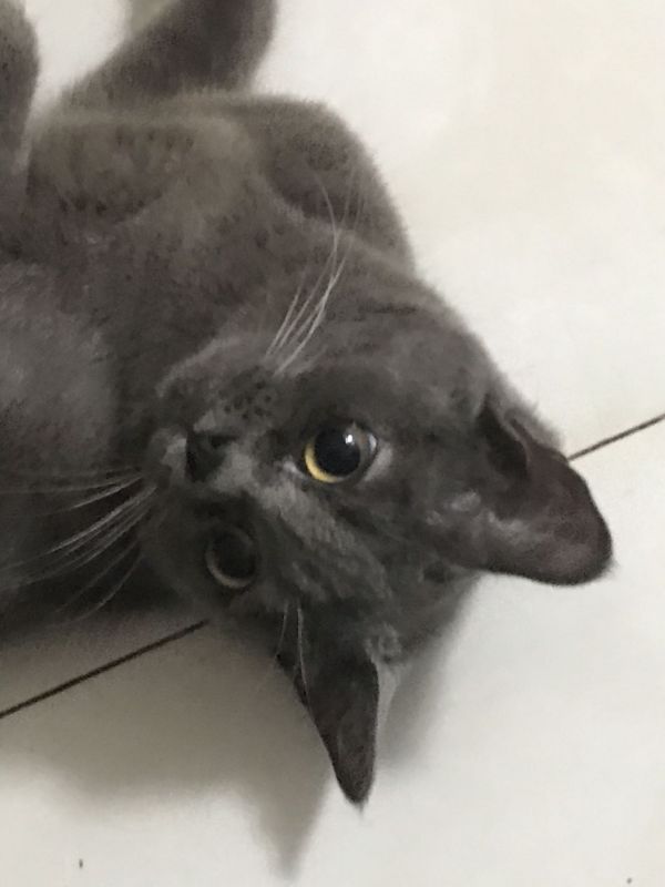 寻找爱猫人士
