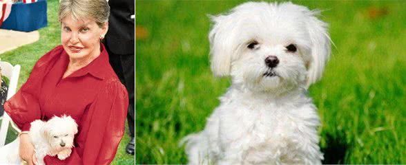最富的玛尔济斯犬,主人1200万美元让其继承,24小时被保护