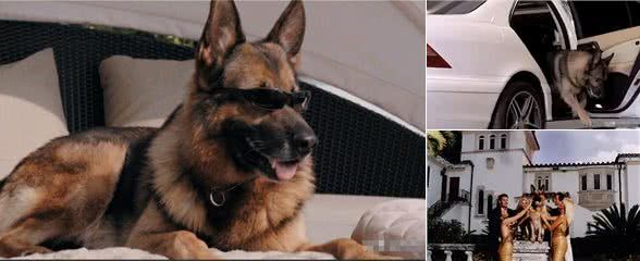 冈瑟四世:24亿身价的德国牧羊犬
