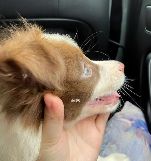 如何选择宠物狗疫苗品牌？