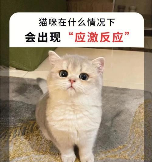 宠物猫出现应激反应怎么办？（解决猫咪应激反应的方法）