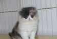 江门宠物猫江门猫舍出售健康无藓布偶蓝白蓝猫渐层猫咪领养