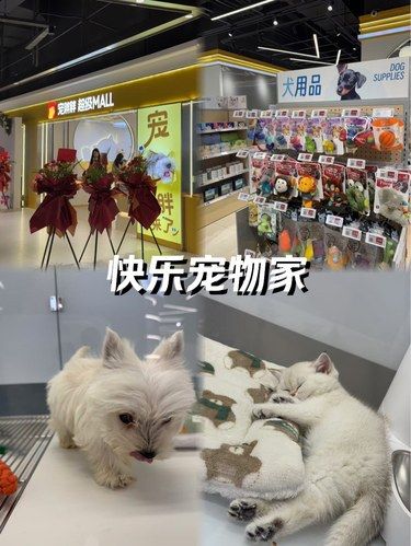宠胖胖宠物馆太大了吧！！在银泰in77负一楼