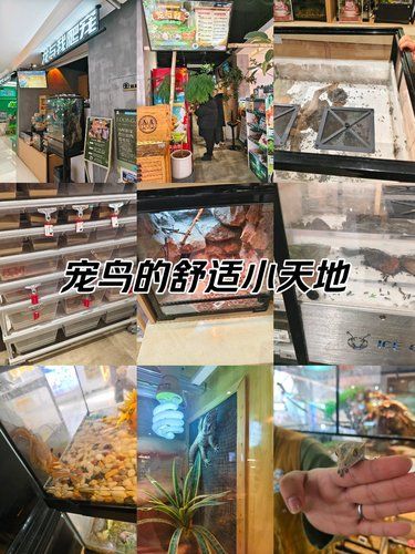 木板上的悠闲**