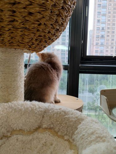 猫咪快乐时光记