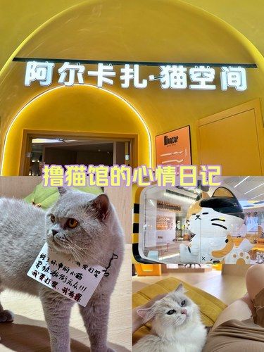温州这家撸猫馆必去！每只营业的小猫咪好可爱！
