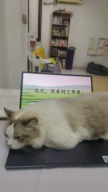 懒懒猫咪日常～