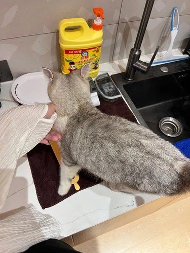什么时候才能有自己的小猫