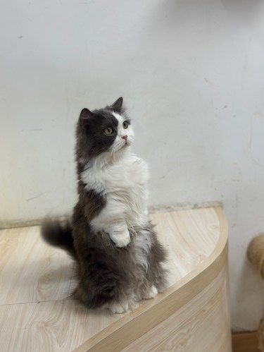 猫咪快乐时光记