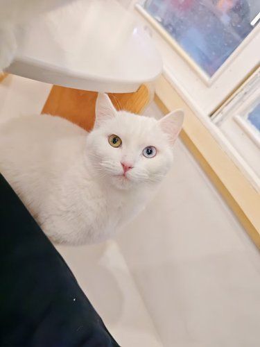 撸猫的快乐在这里