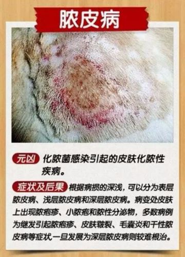 宠物常见病,宠物常见病图